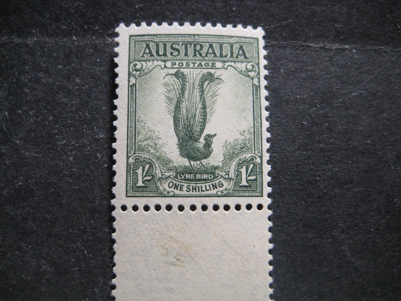 Australia #175a Mint Never Hinged- WDWPhilatelic (N9X)  (3/26)3
