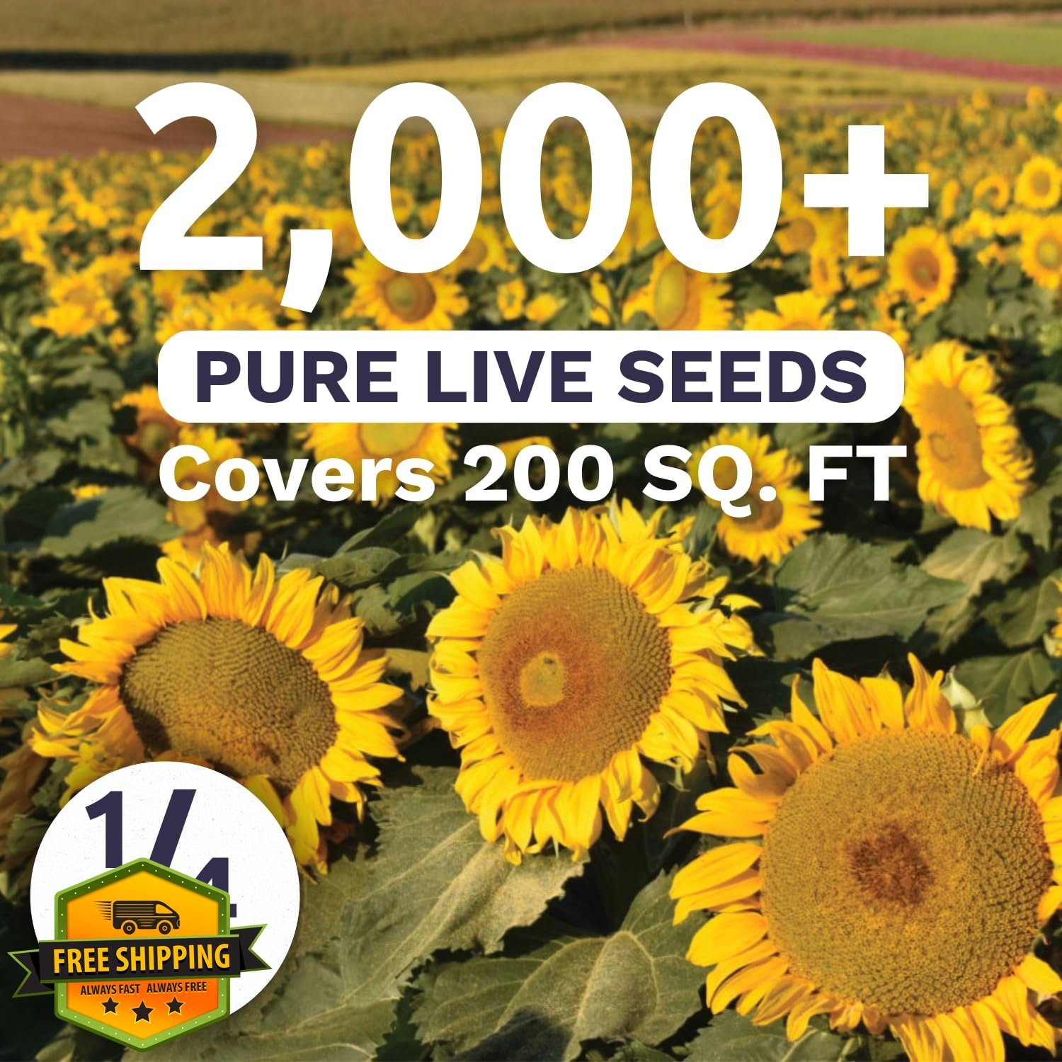 Dwarf Sunspot Sunflower Seeds 1/4 lb Pouch 2000+ Seeds Planting