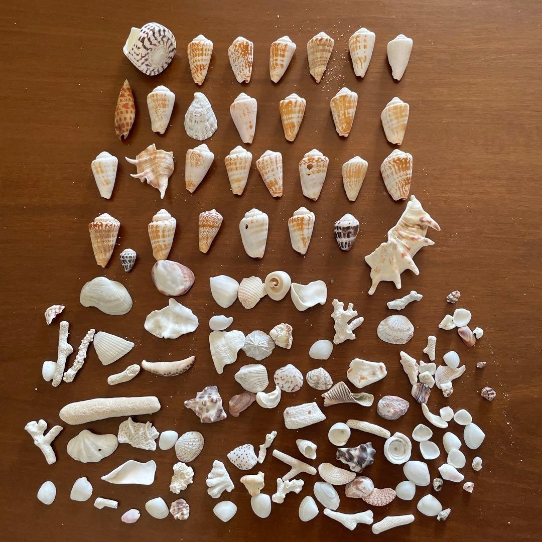 Natural seashell set in various shapes Genuine Sea shells From Japan 