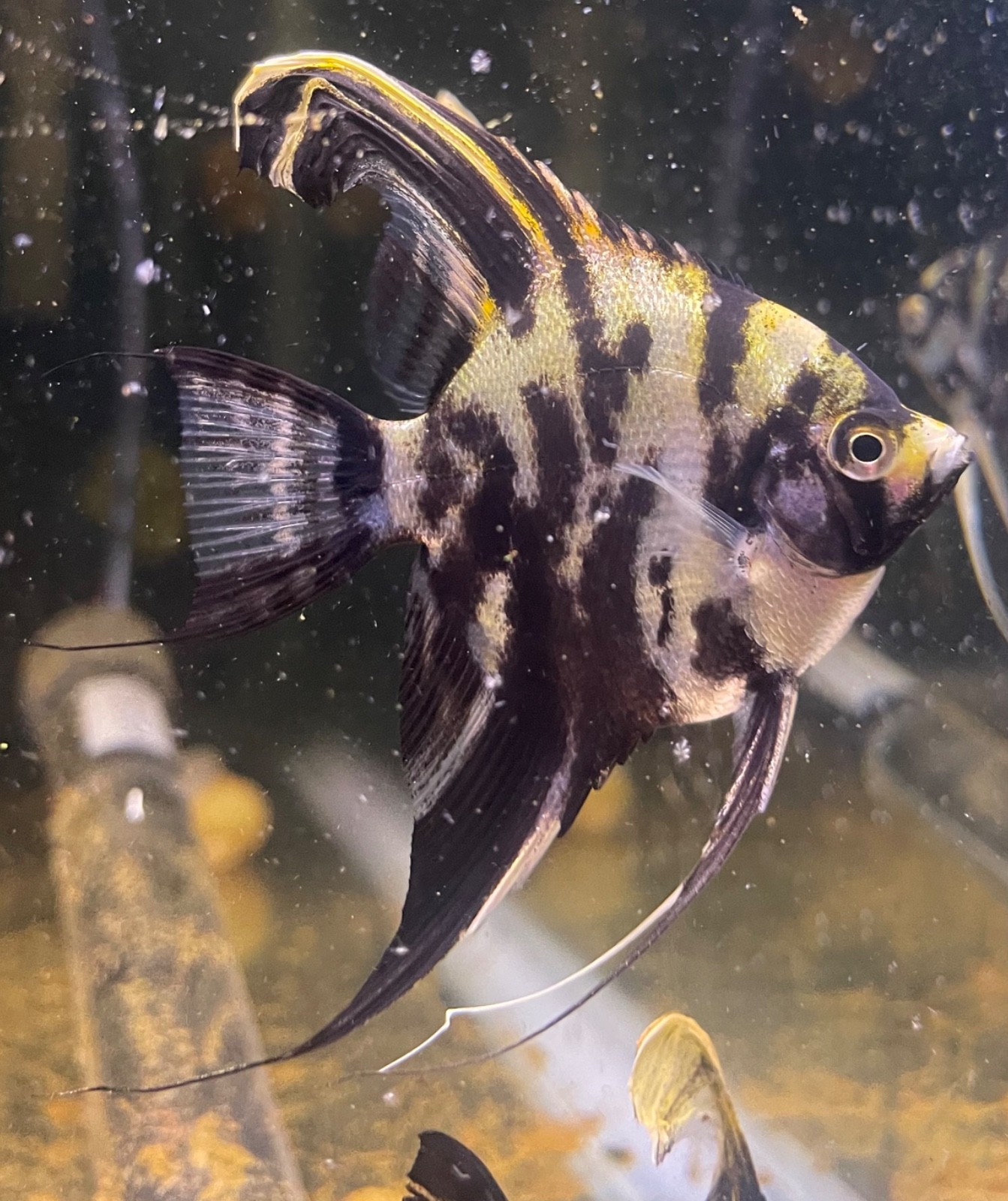 6 Black Marble Angelfish Live Fish – Large Juveniles – Quarter-Half Dollar Size