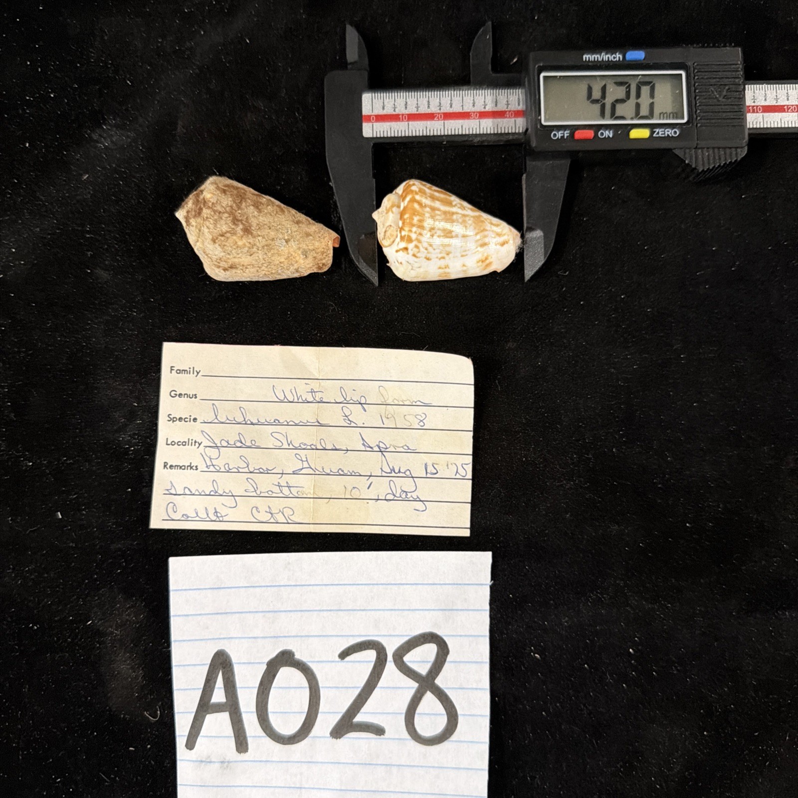 Conomurex luhuanus Lot Of 2 1 W/ Operculum Guam 1975 (A028)