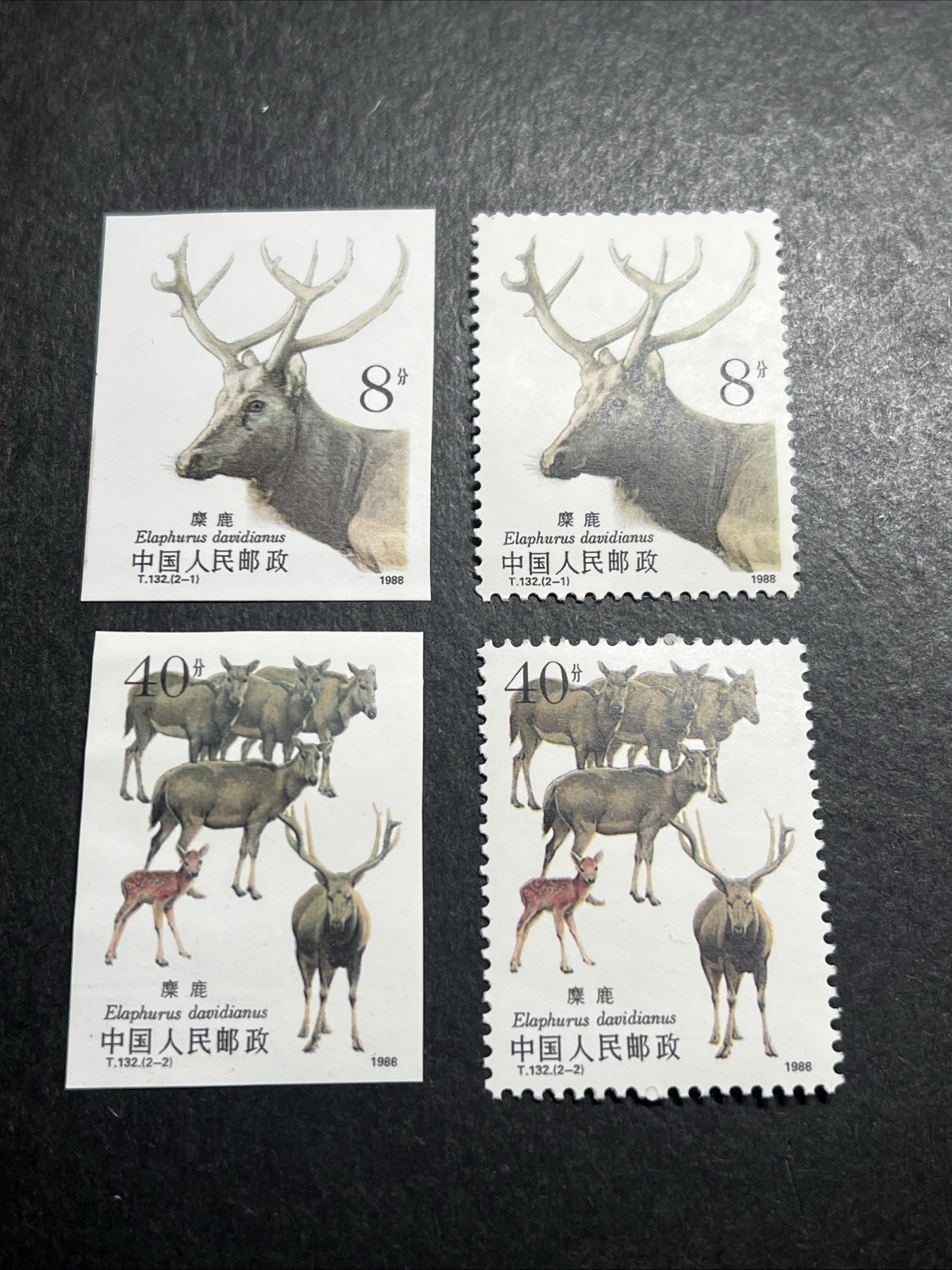 China PRC Stamps - 1988 T132 Elaphurus davidianus Stamp  ( Imperf + Perforated)