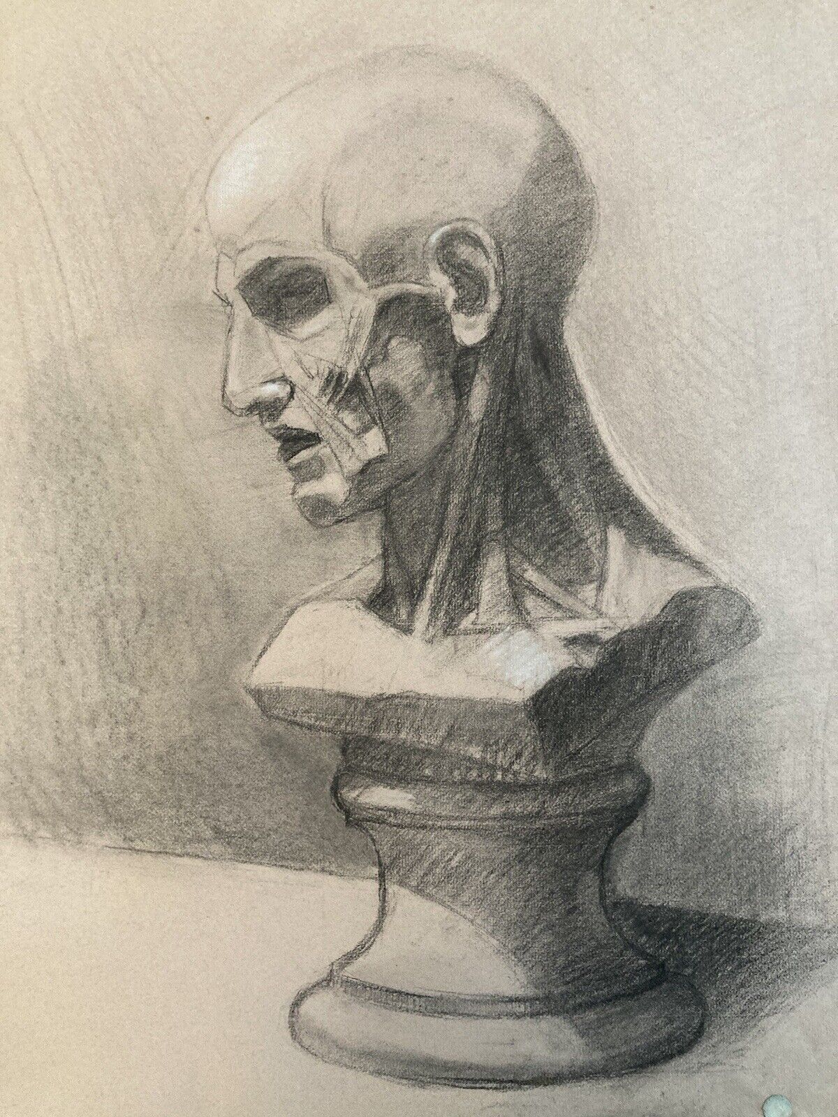 Superb Anatomical Sketch Hand Drawn Pencil Bust 1930 Curiosity Body
