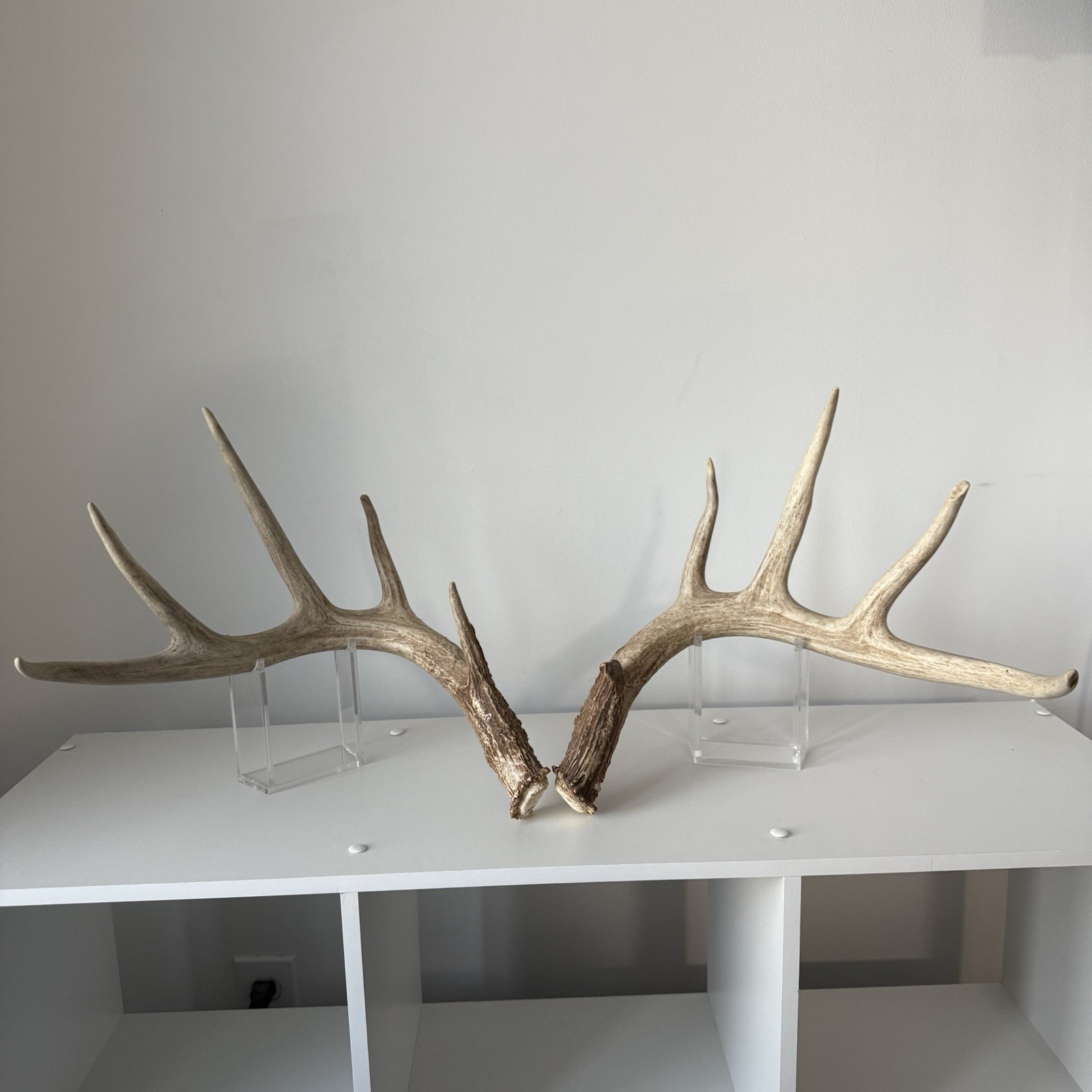 Matched Set Whitetail Deer Antlers Sheds 5x5 WILD Horns Cabin Decor - F
