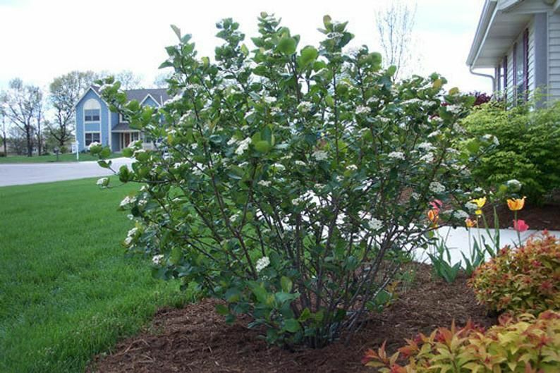 BLACK CHOKEBERRY SHRUB 1 TO 2 YEARS OLD 16+ INCHES BARE ROOT