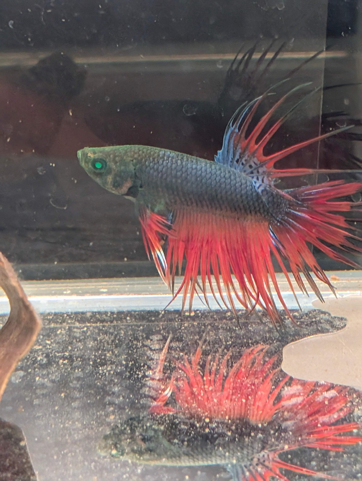 RARE RED, BLUE,  AND GREEN / GREEN EYED HULK Crowntail BETTA MALE FISH LIVE USA