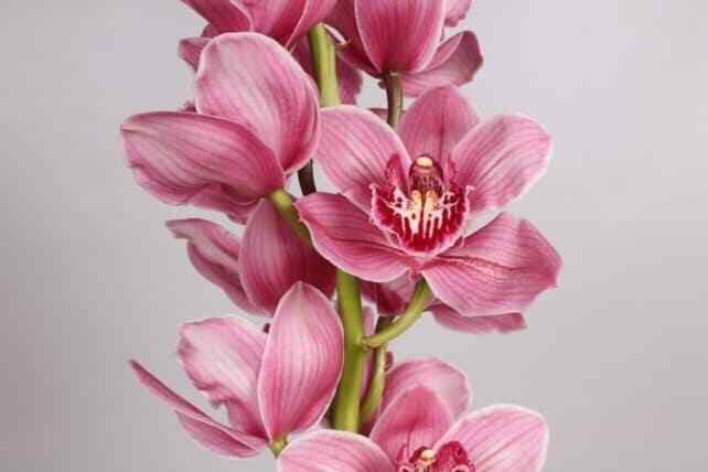 Pink Cymbidium Orchid 10 stems