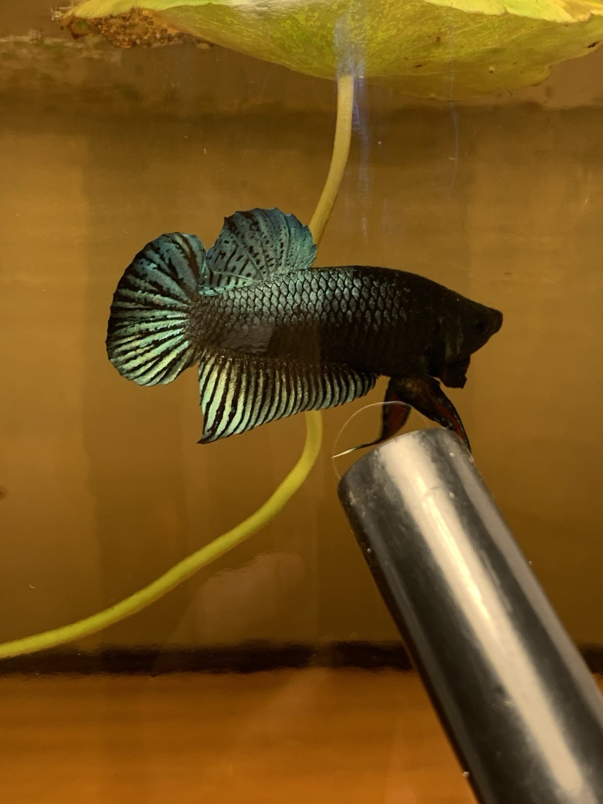 Betta Super Plakat Fighter