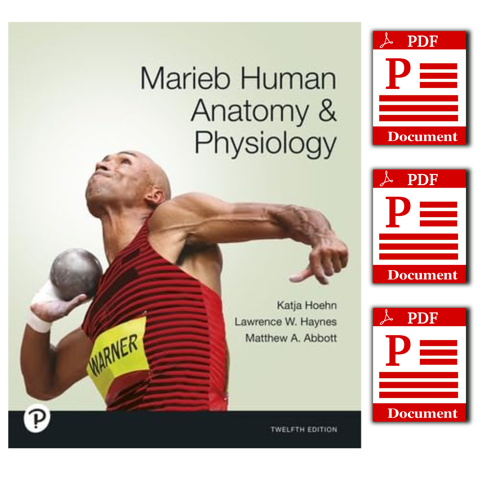 Marieb Human Anatomy and Physiology 12th Edition