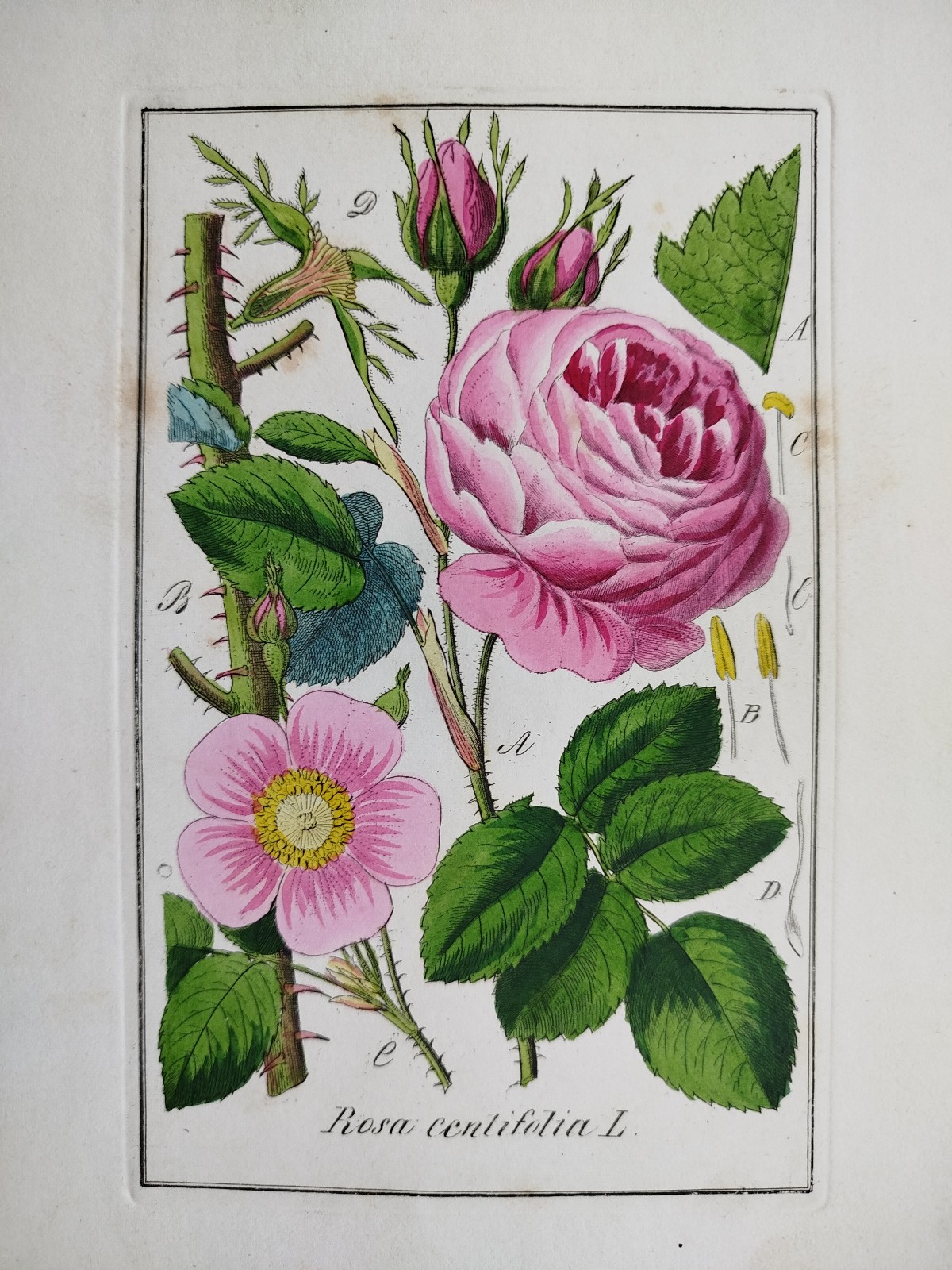 Rose Rosa centifolia - Winkler medicinal plants botany coloured - 1840