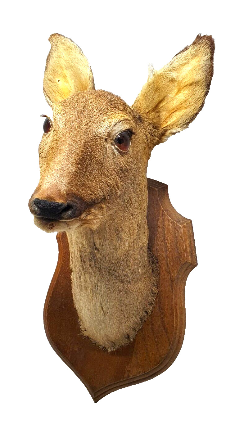 Taxidermy Trophy Deer Head Curiosity Cabinet Decoration