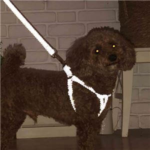 Set of 2 Flash Soft Harness S, Blue (Dog Harness) Wholesale