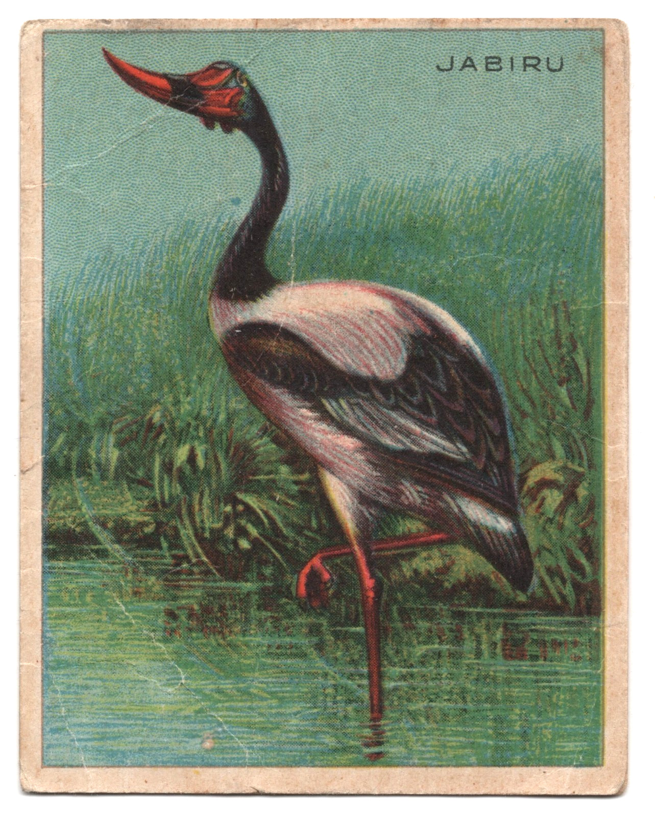 1925 Jabiru Trading Card FC1 Harry Horne Jelly Animals Like T29 Hassan Tobacco
