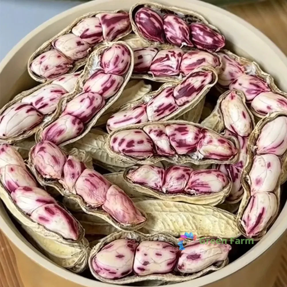 20 Seeds Rainbow Peanut Arachis Hypogaea Groundnut Goober Pea Herbaceous Plants