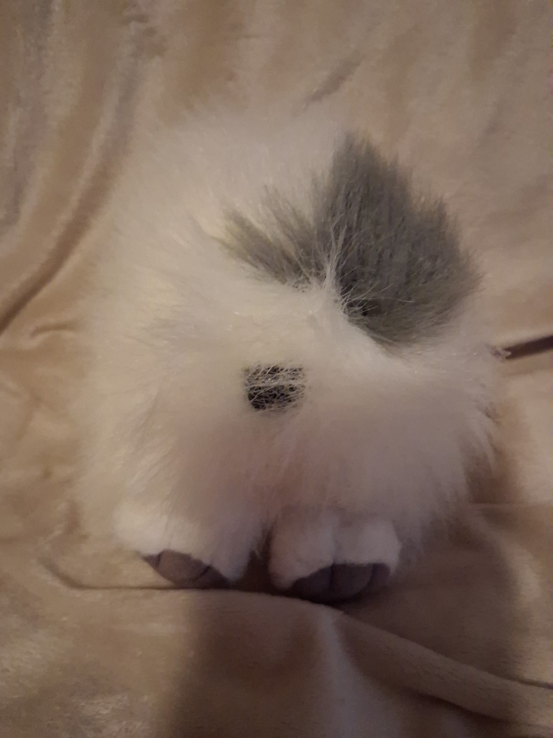 Vintage 1998 Swibco Puffkins Shaggs Bean Bag Plush Dog Stuffed Animal With Tag