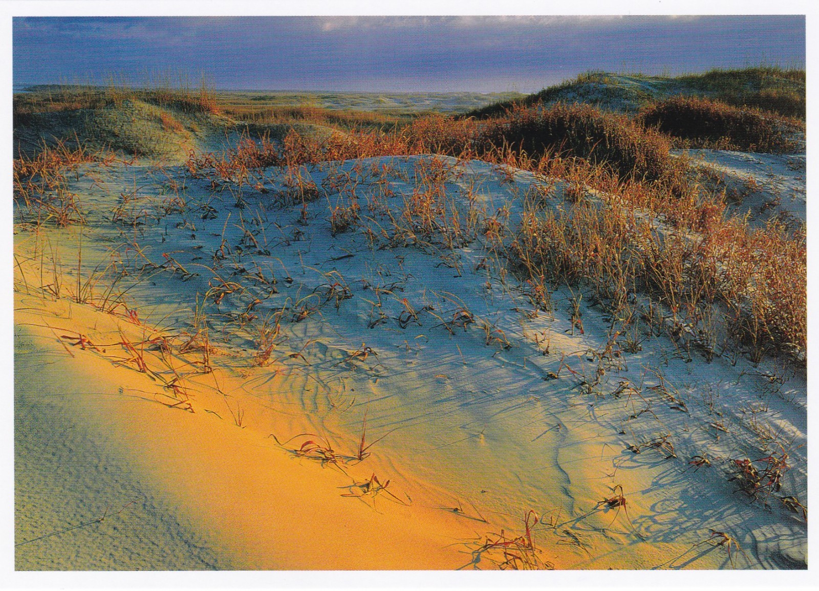 Sand Dunes Cape Hatteras National Seashore North Carolina Postcard 2000's