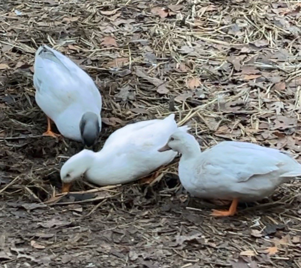 Bantam/Mallard hatching eggs 