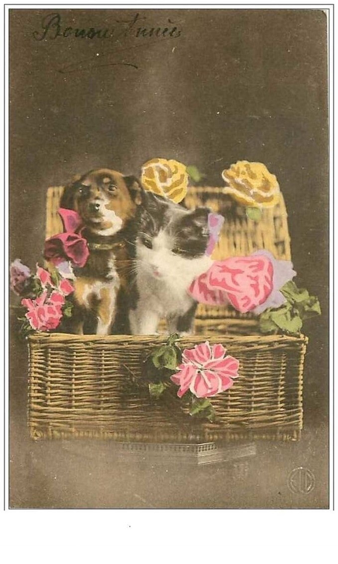 Cats No. 1465 Cat And Dog In A Basket
