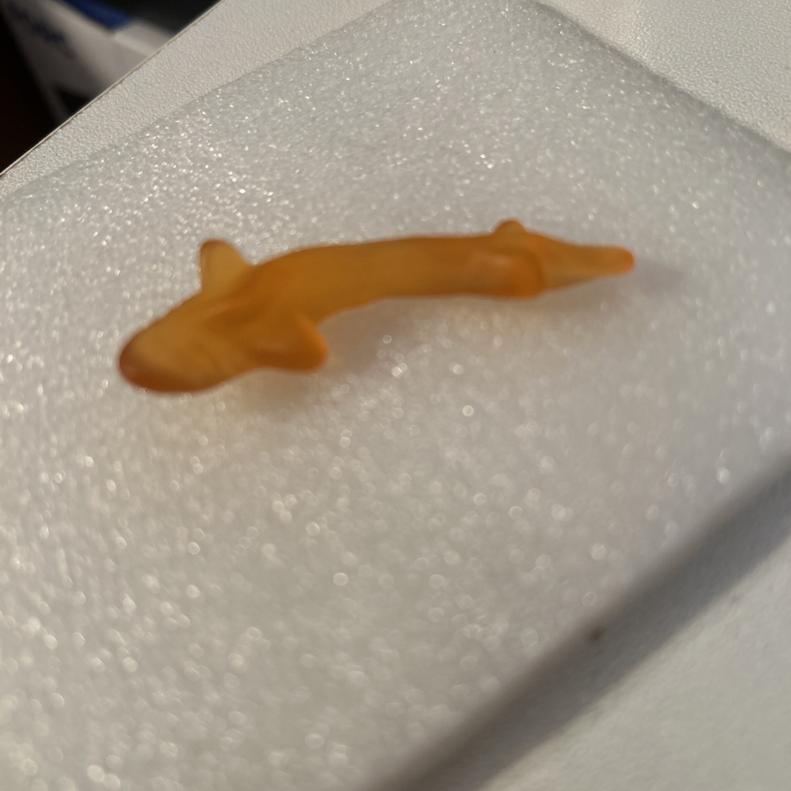 Extremely Rare Gummy Shark With No White Belly