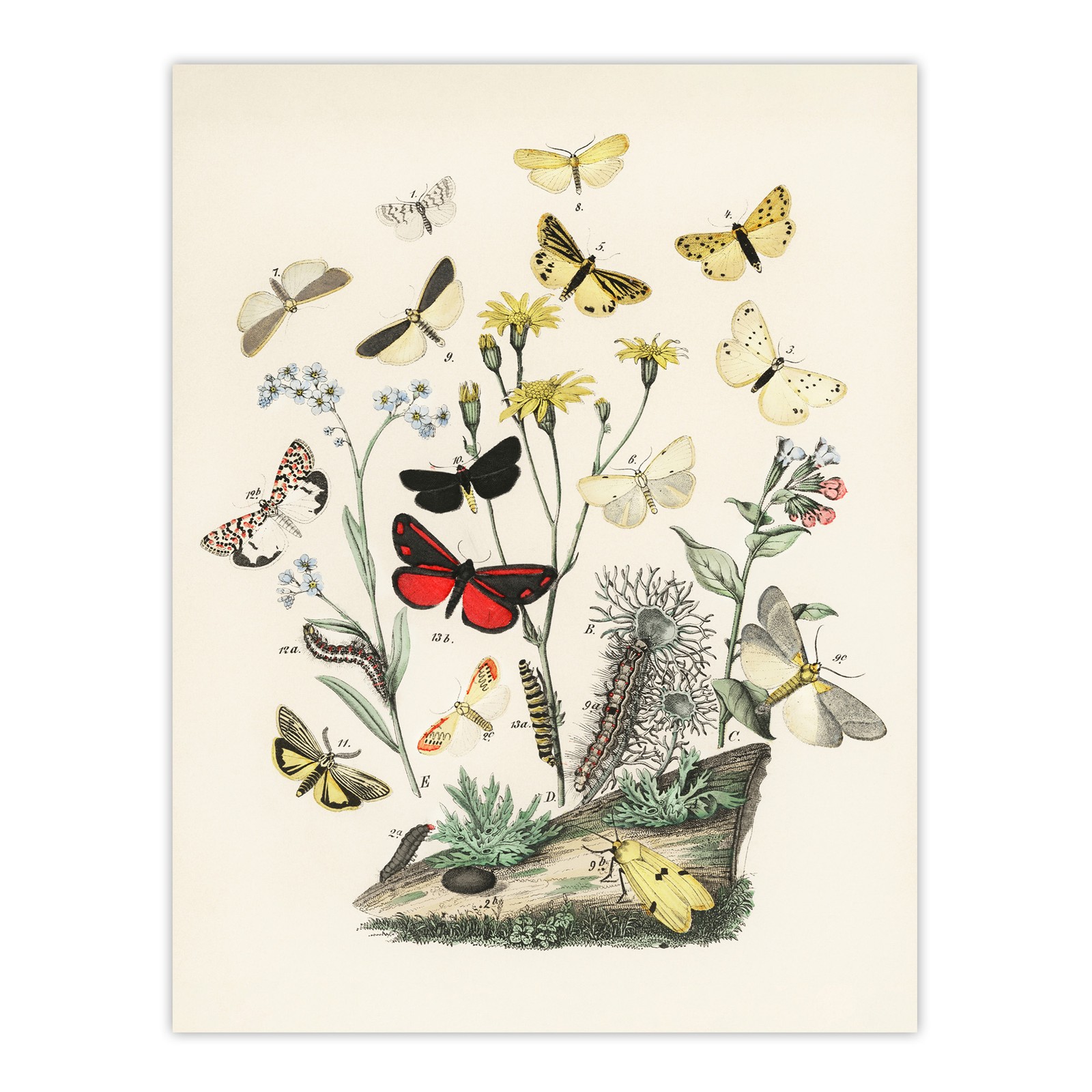 Small Butterflies Caterpillars Kirby Vintage Wall Art Print Poster
