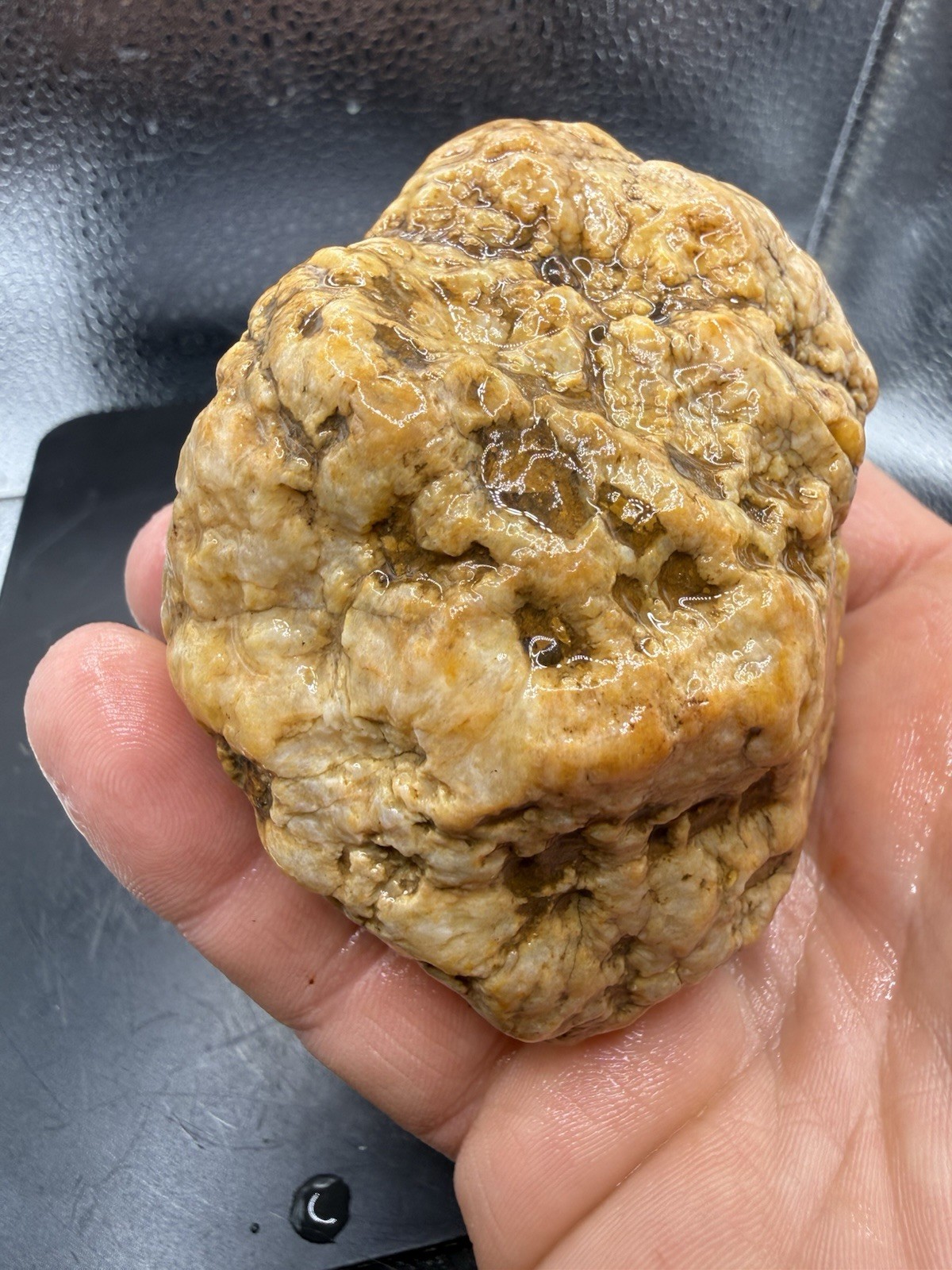 Ancient Fossilized Indiana Geode Brachiopod Agate Hoosier Oddity 1,660 Carats