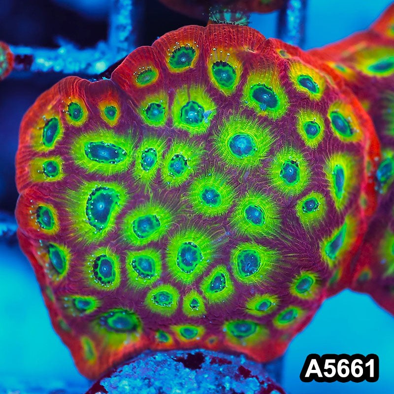 Item#A5661FM5661(S) WYSIWYG Spicy Lemon Favites Large Frag