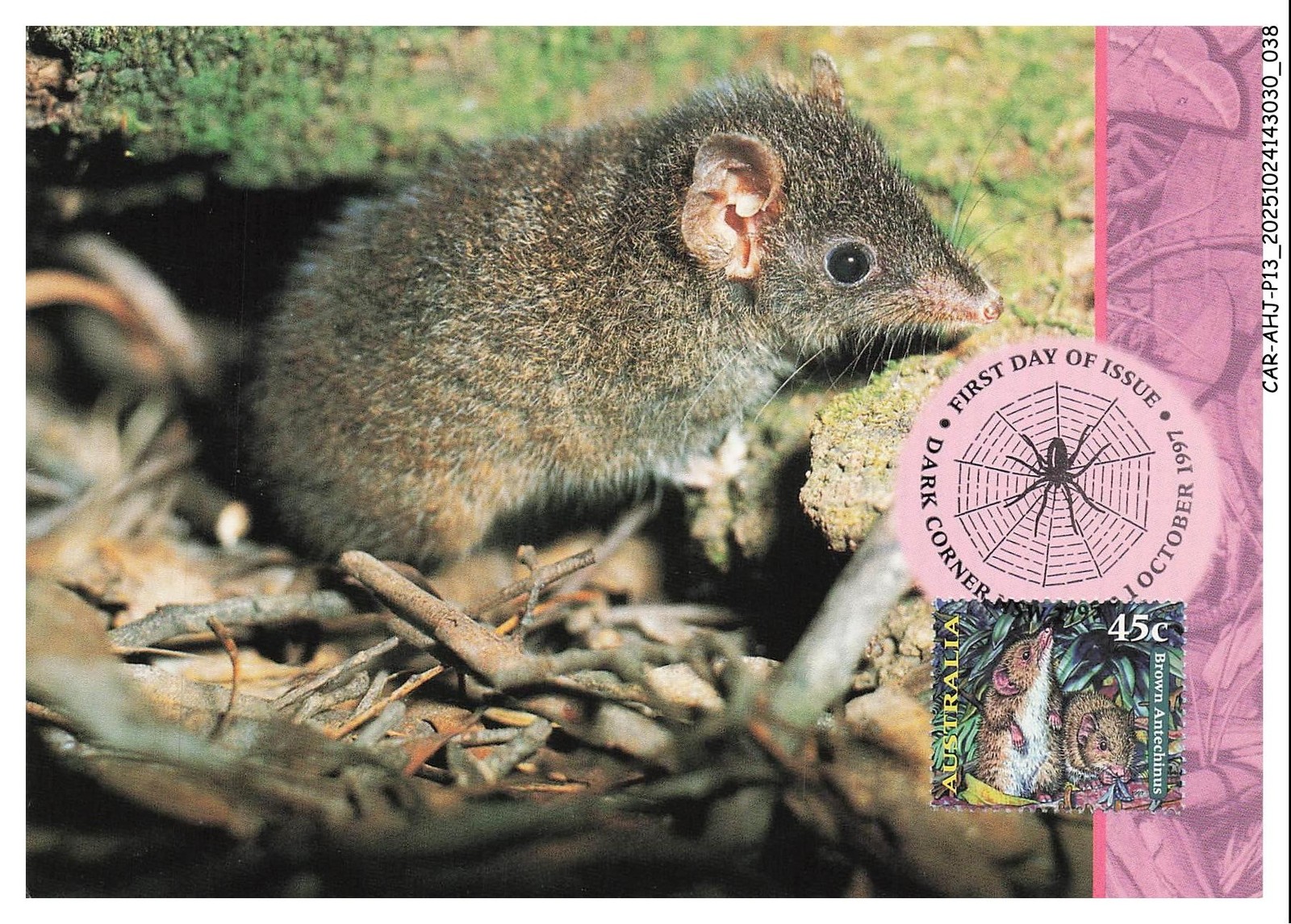 CAR-AHJP13-0594-CARTE-MAXIMUN - Australia - Brown Antechinus - 1997