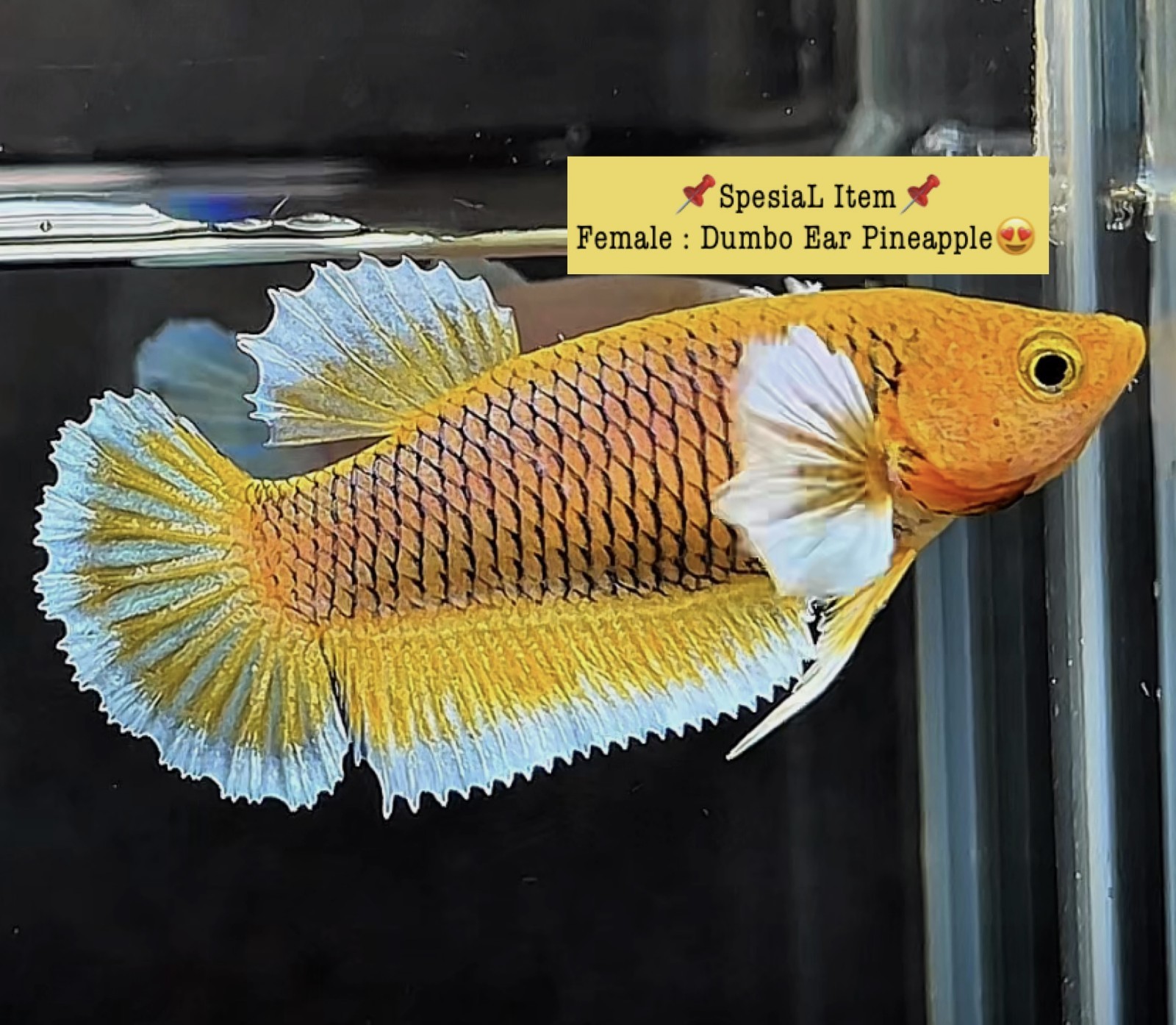 Live Betta Fish Plakat Female Grade Premium (AR) USA Seller 