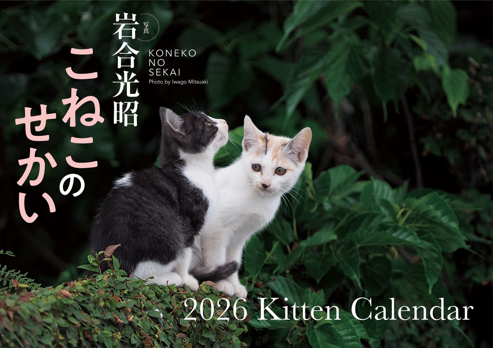 Kitten World Wall Calendar 2026 B4 Mitsuaki Iwago 10.1x14.3in Japanese Style New