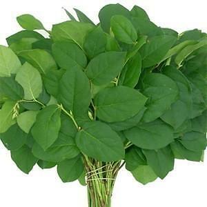 Salal Tips Lemon Leaf 15 Bunch