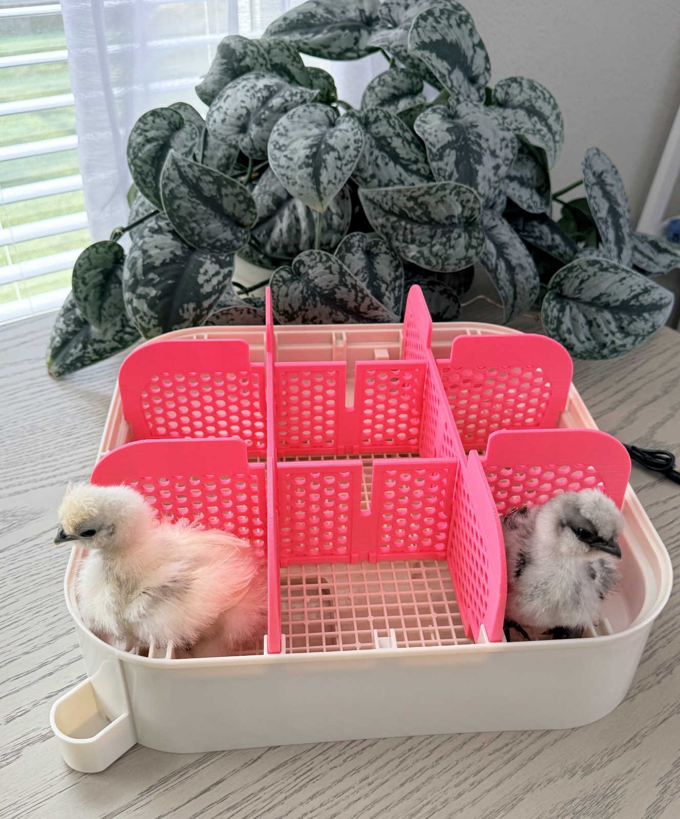 MATICOOPX INCUBATOR DIVIDER