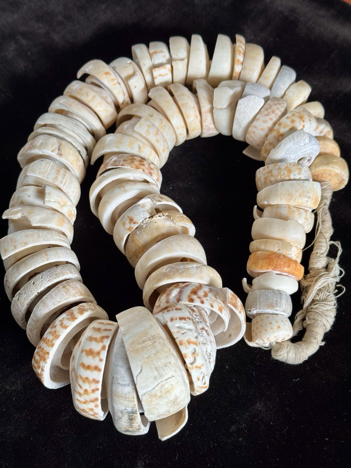 Antique Conus Shell Beads From West Africa