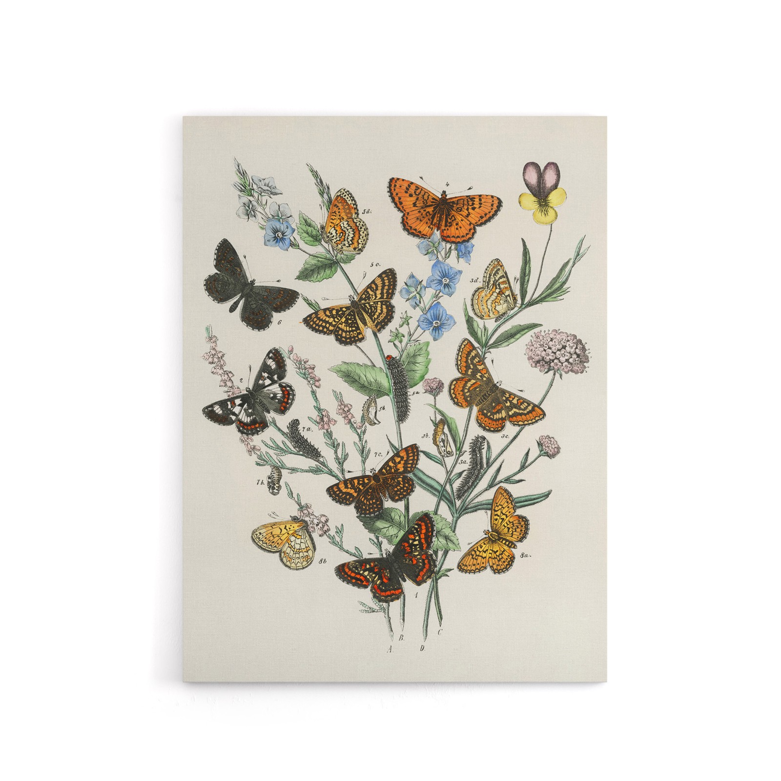 Butterflies and Caterpillars Kirby Vintage Canvas Wall Art Print