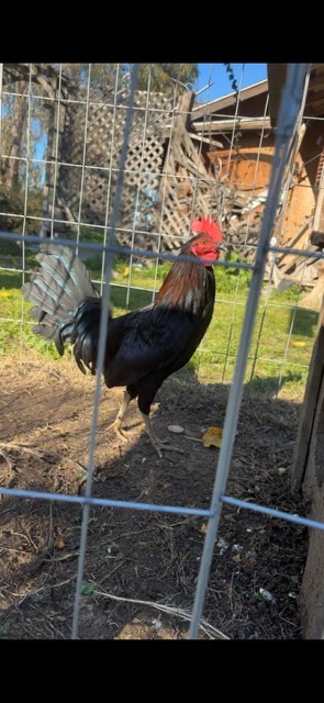  6+ Hatching  Eggs W. Horse