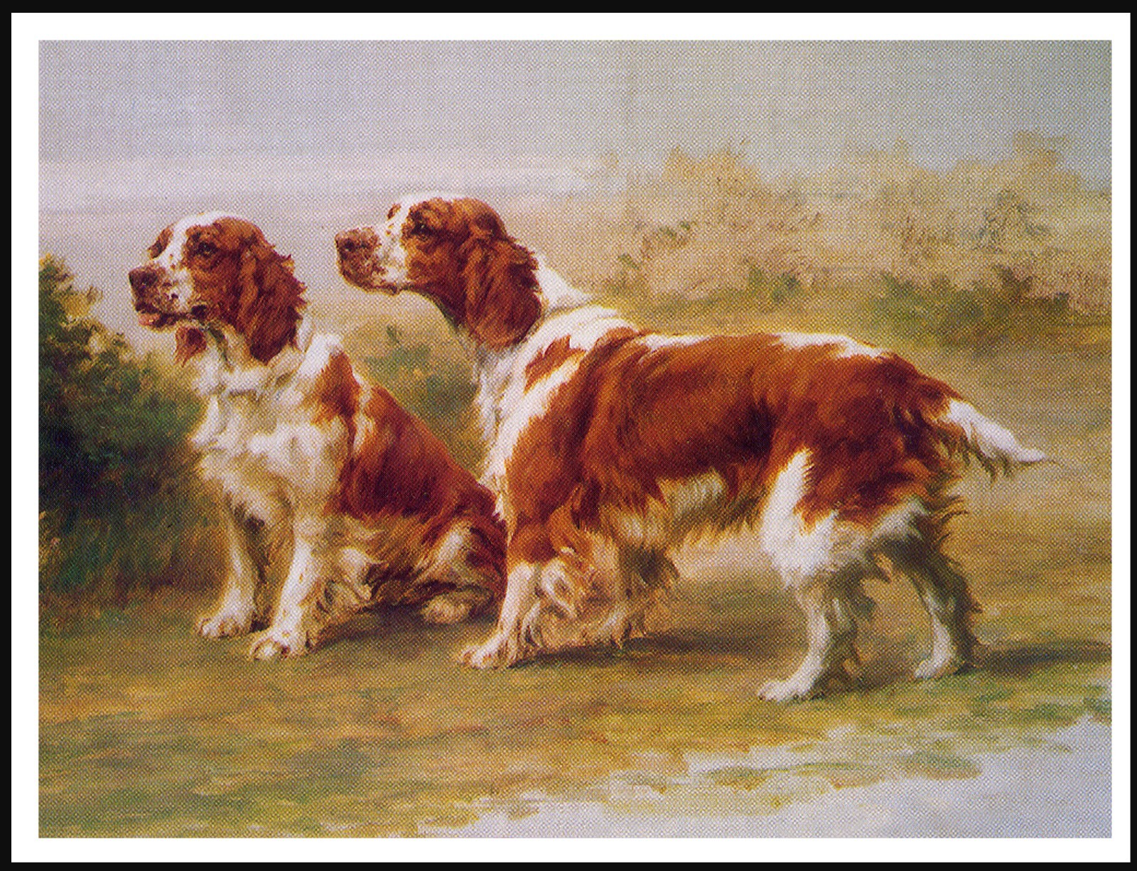 WELSH SPRINGER SPANIEL DOG ART PRINT POSTER TWO DOGS