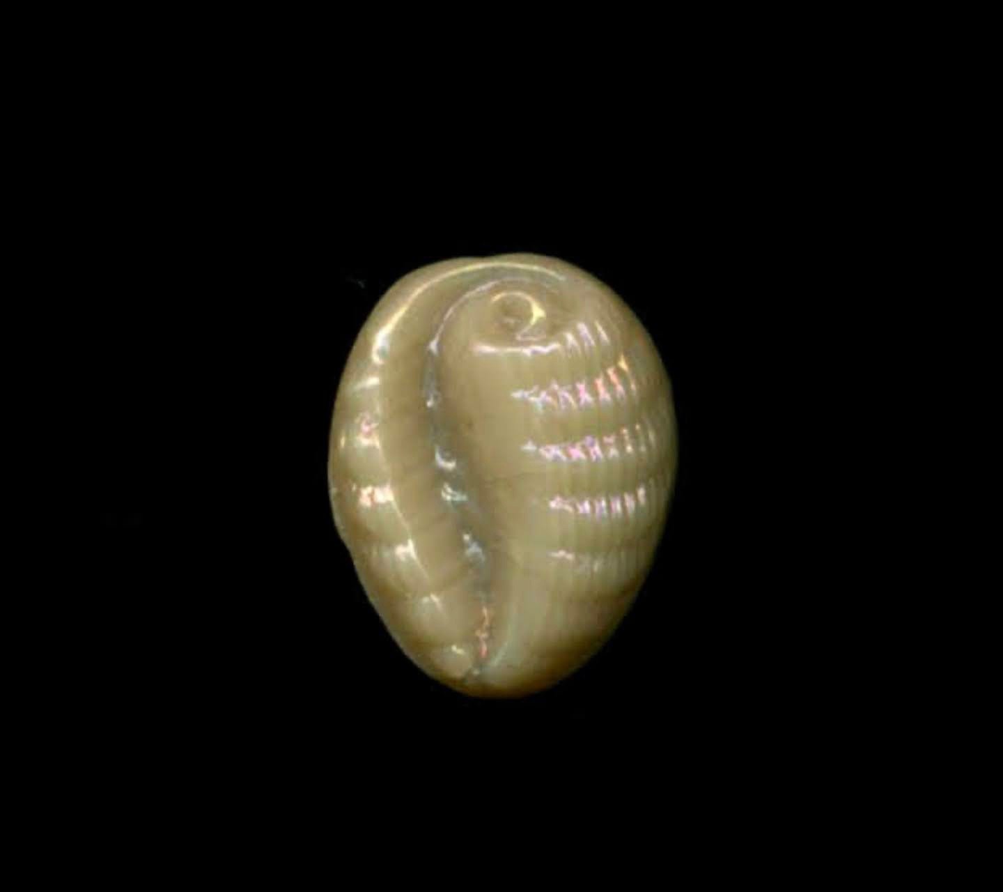 Div.I Custard Glass Realistic Seashell w Light Iridescent Luster Antique Button