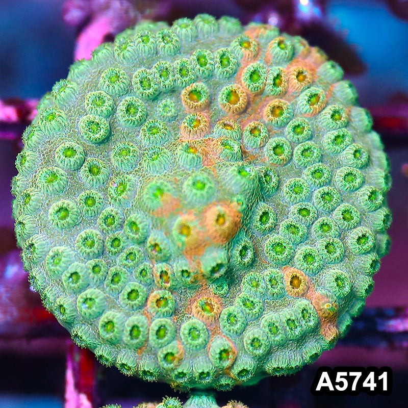 Item#A5741FM5741(S) WYSIWYG Rainbow Cyphastrea Frag