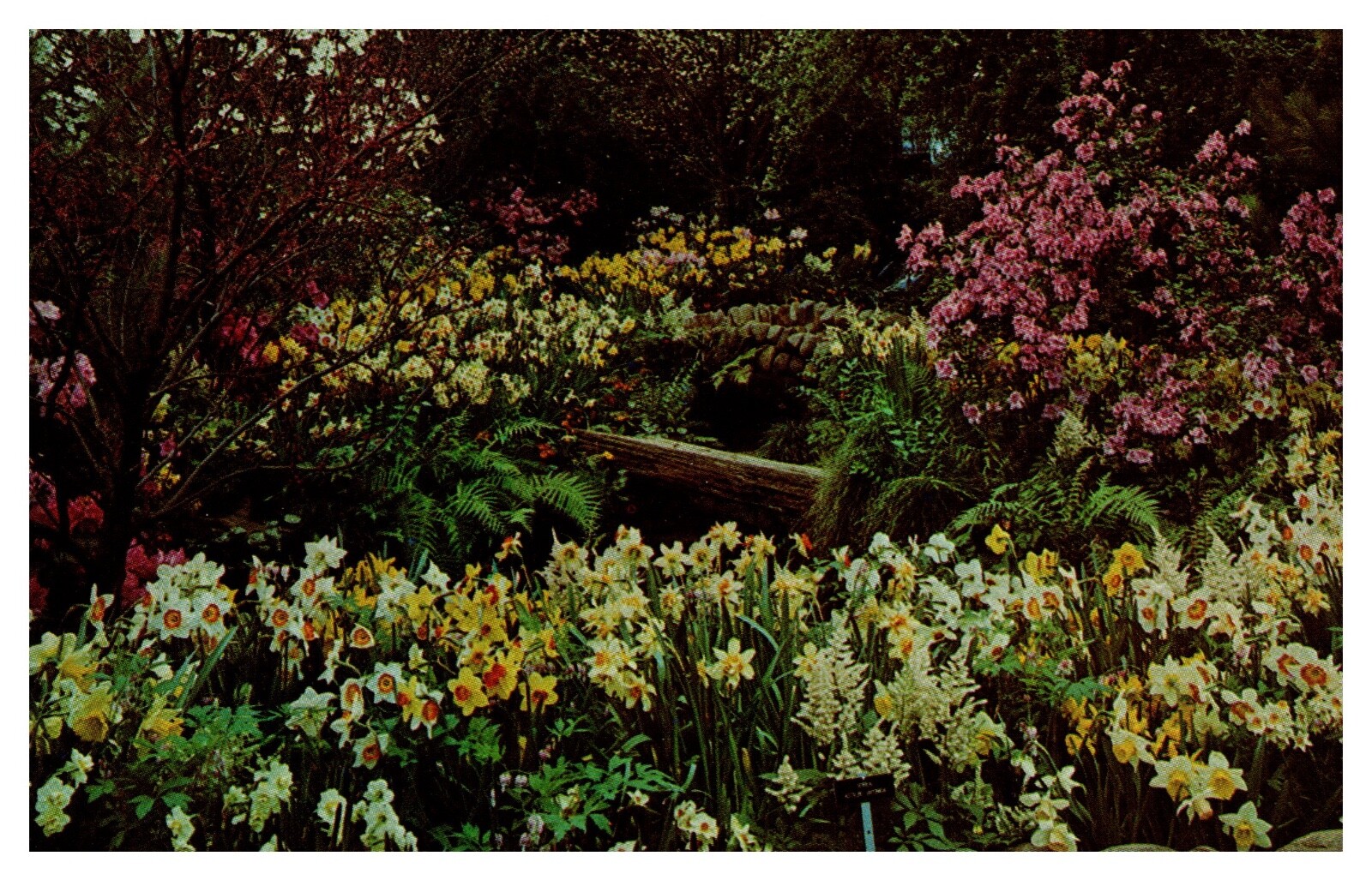 Pittsburgh PA Cabin Garden Phipps Conservatory Spring Flowers Chrome Postcard