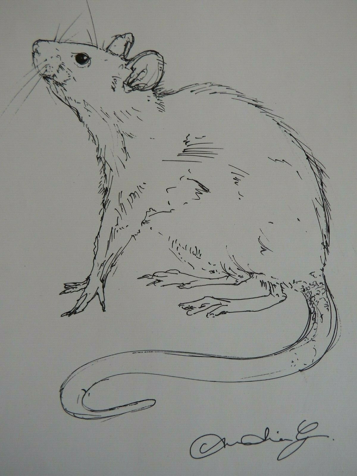 Ink rat drawing rodent drawing sketch of a rat on ivory white paper