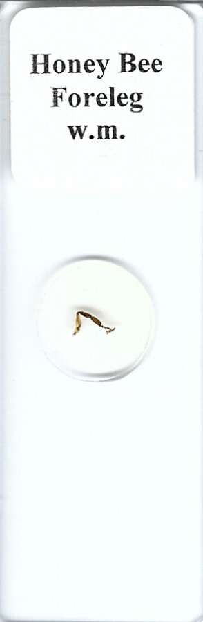 Honey Bee Foreleg w.m. Microscope Slide