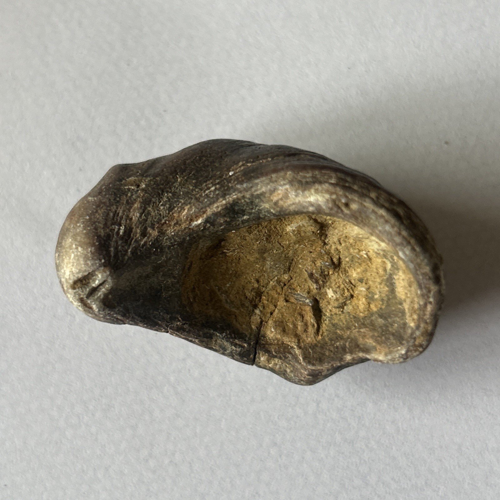 Fossil gryphaea bivalve, "devil's toenail" an iconic fossil from the jurassic