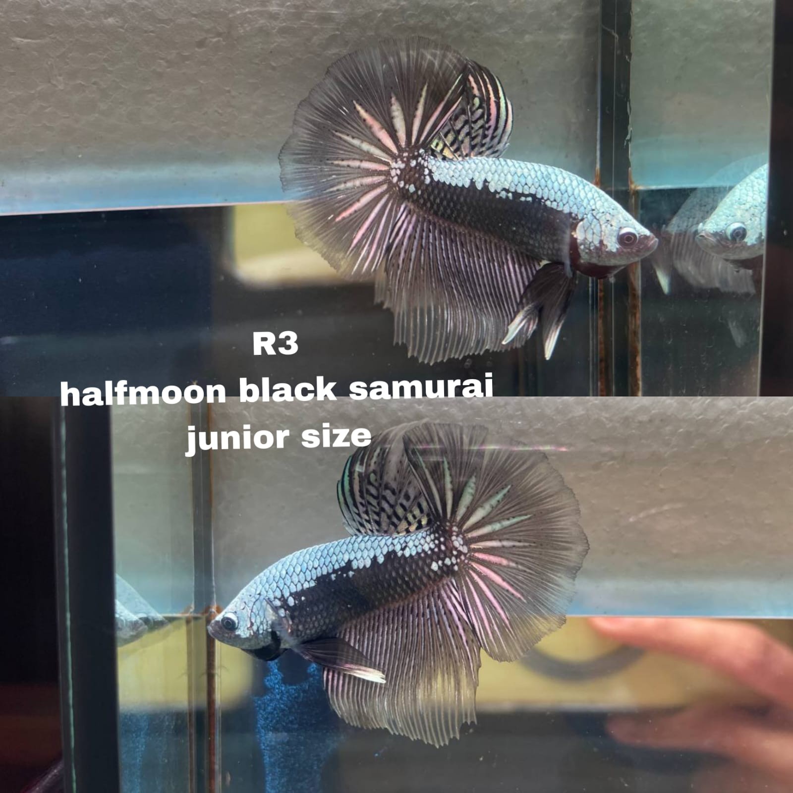 Live Betta Fish HALFMOON Male Grade Premium (D) USA Seller