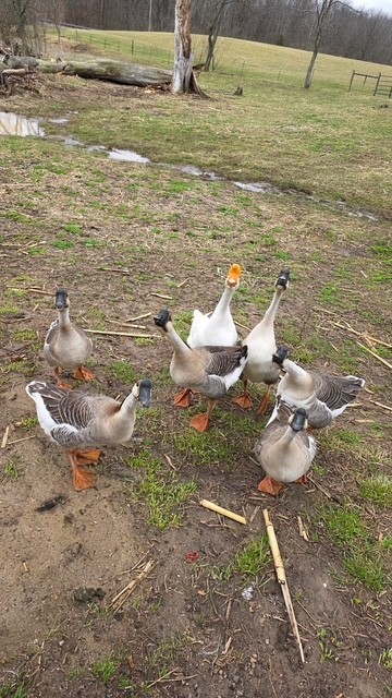 3 Chinese Geese Hatching Eggs NPIP