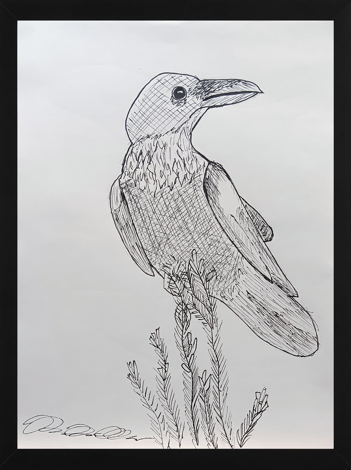 Original Raven Ink Drawing Bird Illustration 8x10 OOAK Nature Wildlife Art