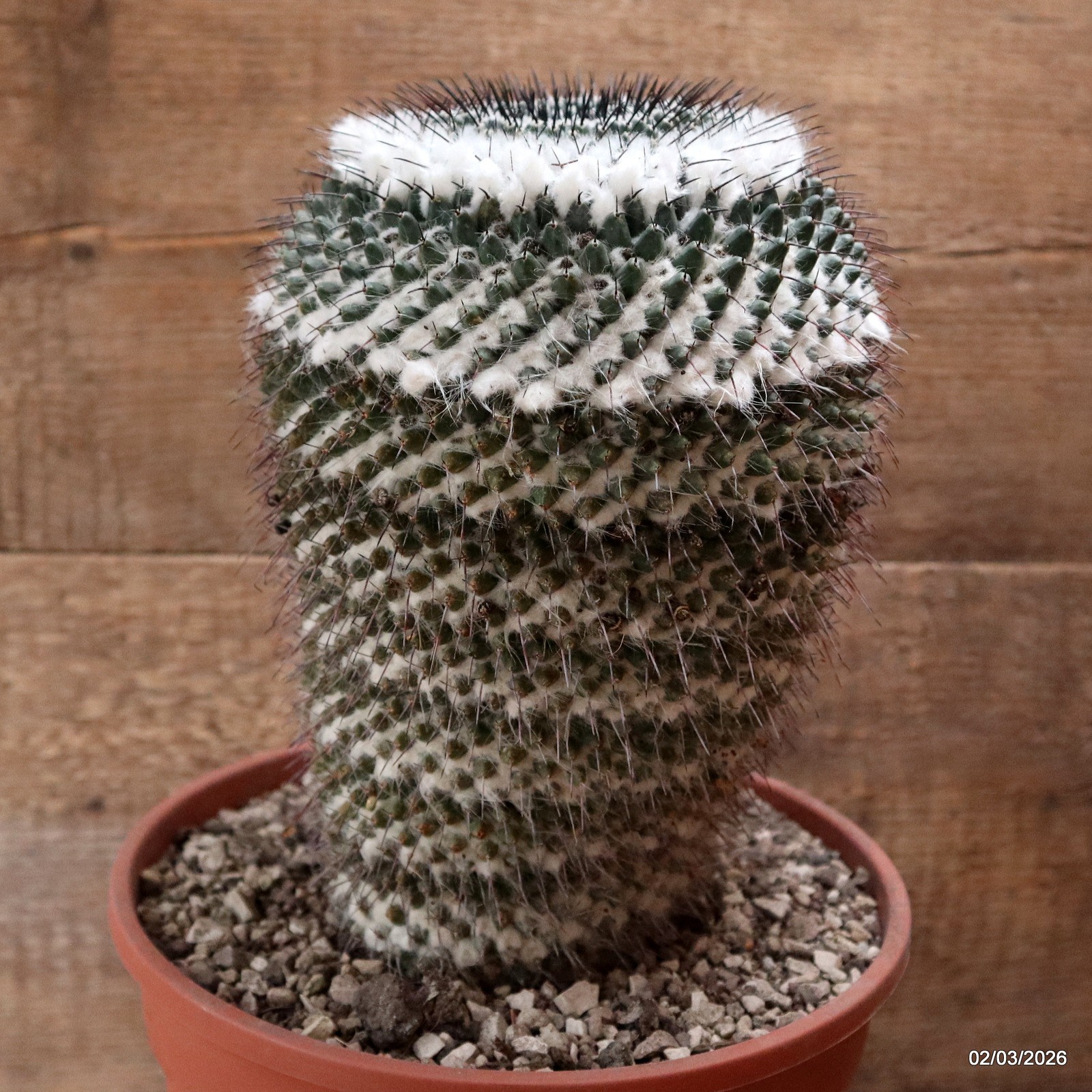 D7915 MAMMILLARIA FORMOSA pot22-H24-W16 cm MaMa Cactus