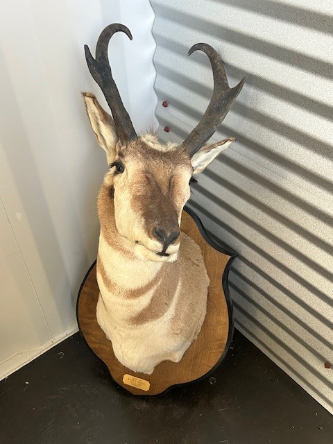 Very nice Pronghorn Antelope Taxidermy Shoulder Mount Cabin Decor