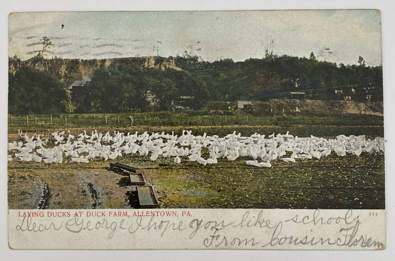 Vintage Postcard, Laying Ducks at Duck Farm, Allentown, Pennsylvania