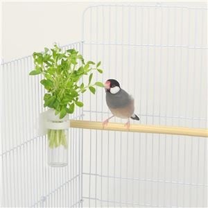 Bundle: Vegetable Pot for Small Birds (Set of 5) [Wholesale]