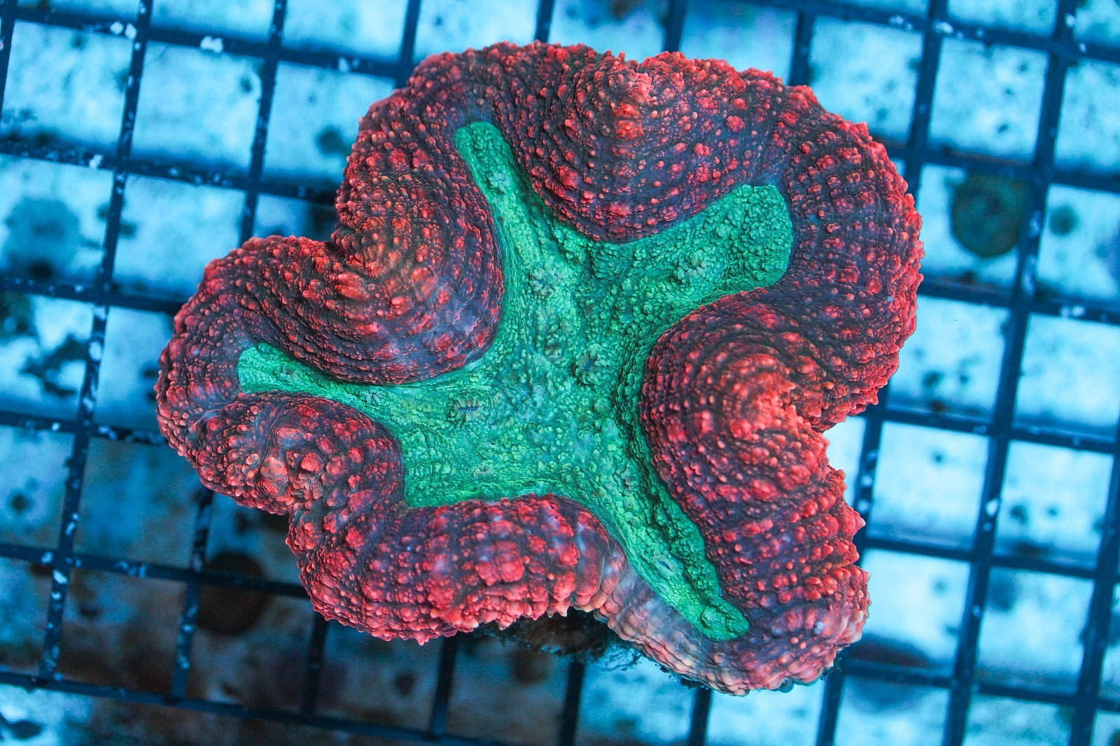 WYSIWYG  Red Lobo teal center Corals Depot