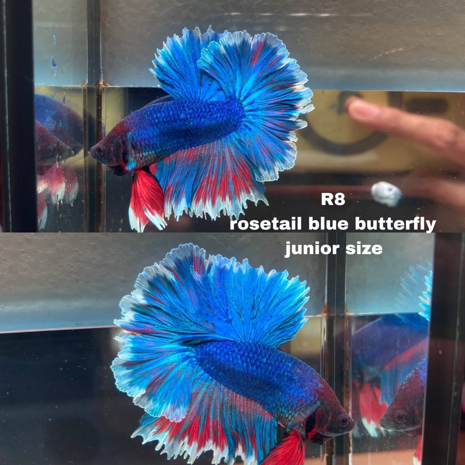 Live Betta Fish HALFMOON Male Grade Premium (D) USA Seller